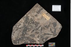 Foto (Objekt + Etikett) von Gleichinites austriacus Ettingshausen (NHMW-GEO-2024-0188-10528)